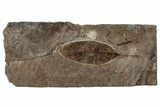 Fossil Hardwood Deciduous Tree Leaf (Robinia) - Nebraska #262303-1